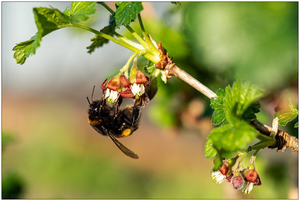 141  In der Bünte – Hummel am Jostabeerenstrauch