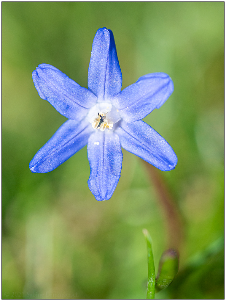141 Noch ein Blümchen in der Bünte