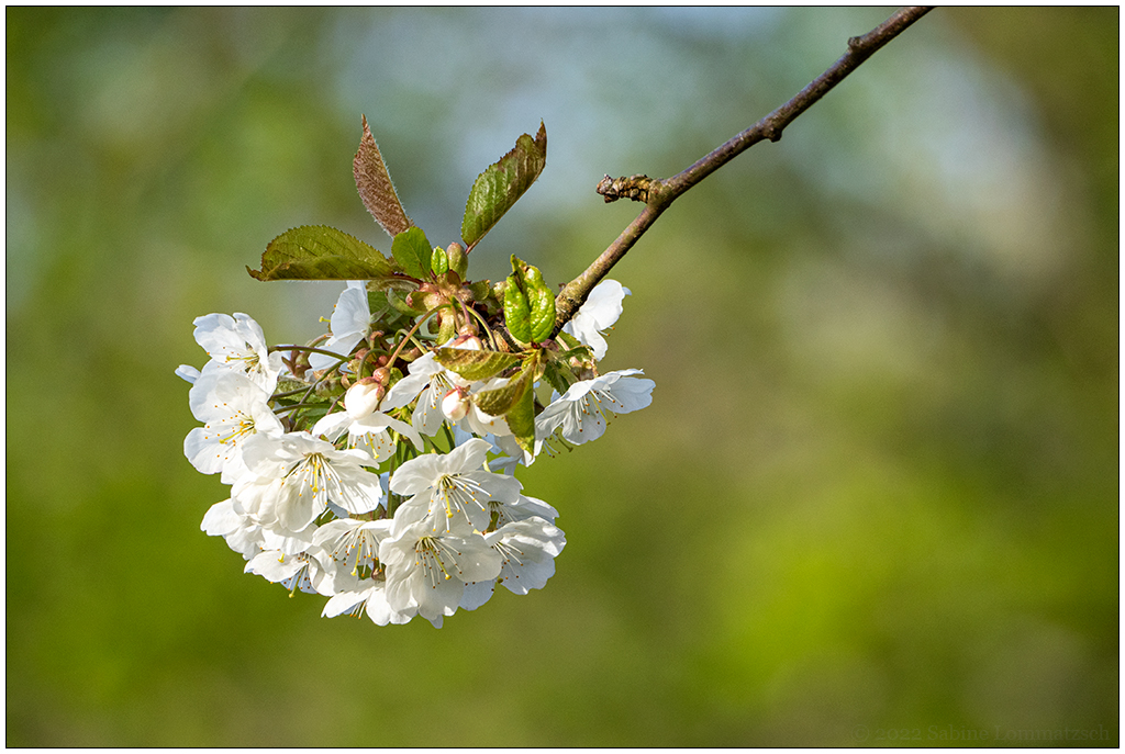 143 In der Bünte – Zierkirschenblüte