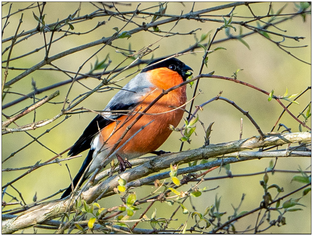 145 Dompfaff (Gimpel) im Schrebergarten