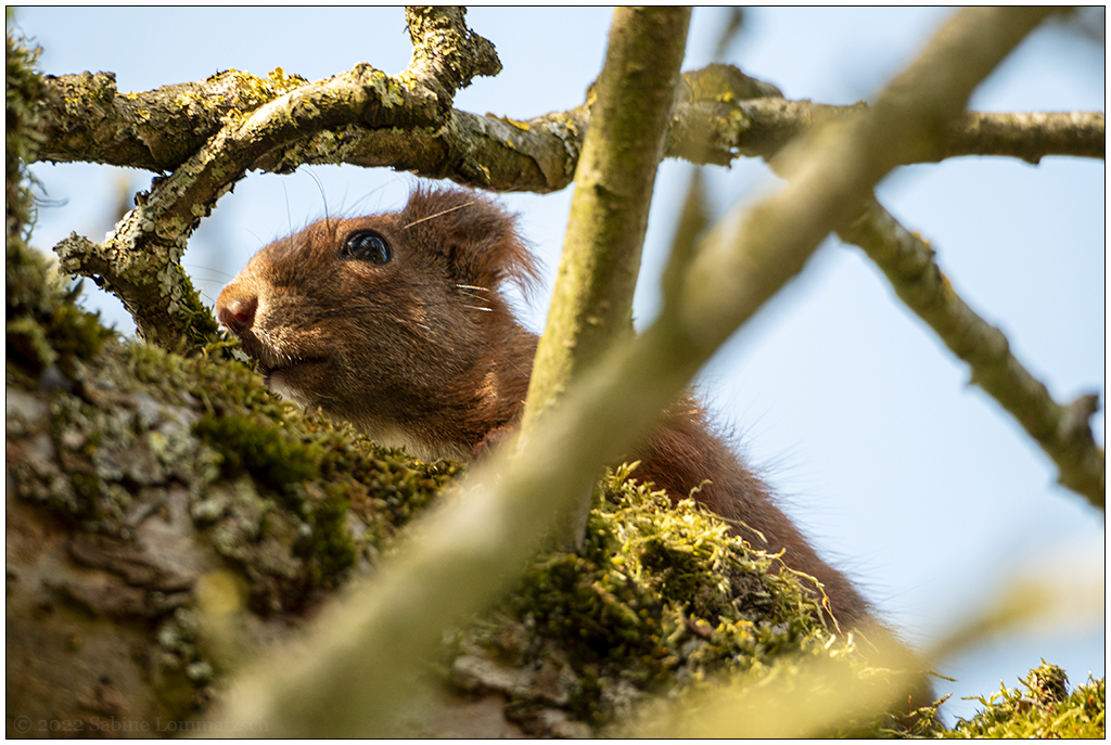 146 In der Bünte – Eichhörnchen duckt sich im alten Apfelbaum I