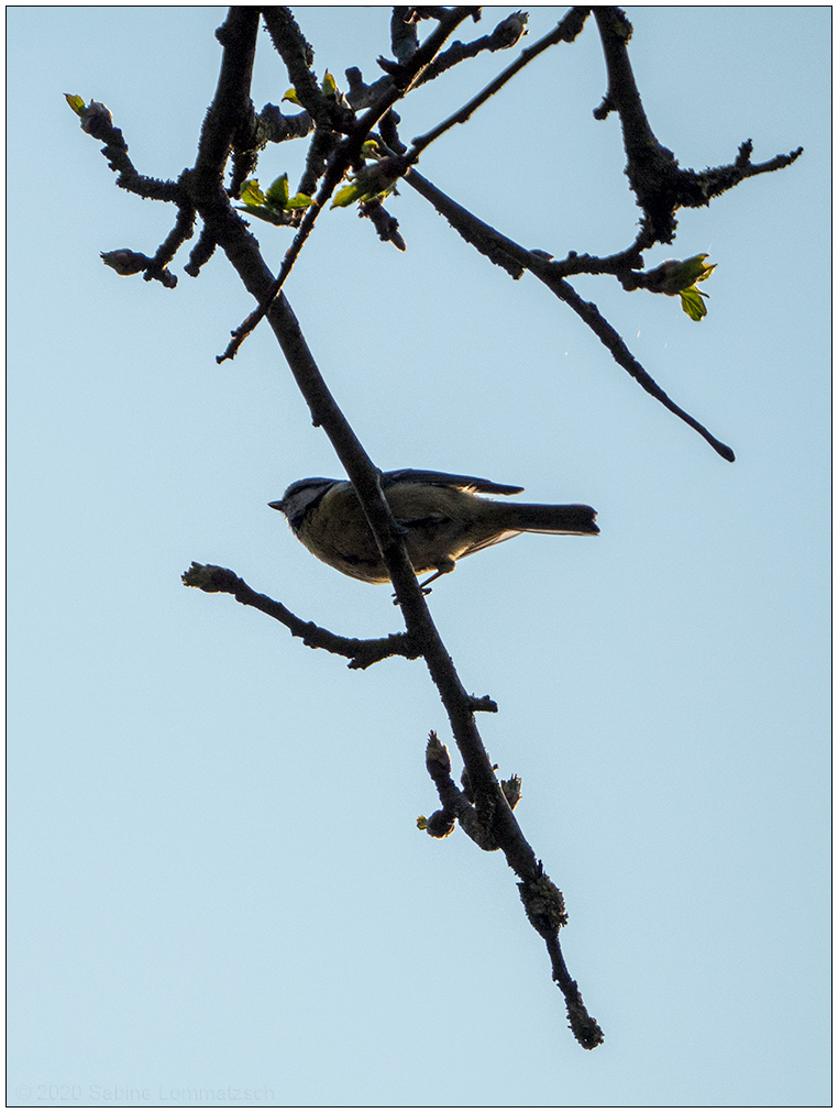 146 Meise im Apfelbaum