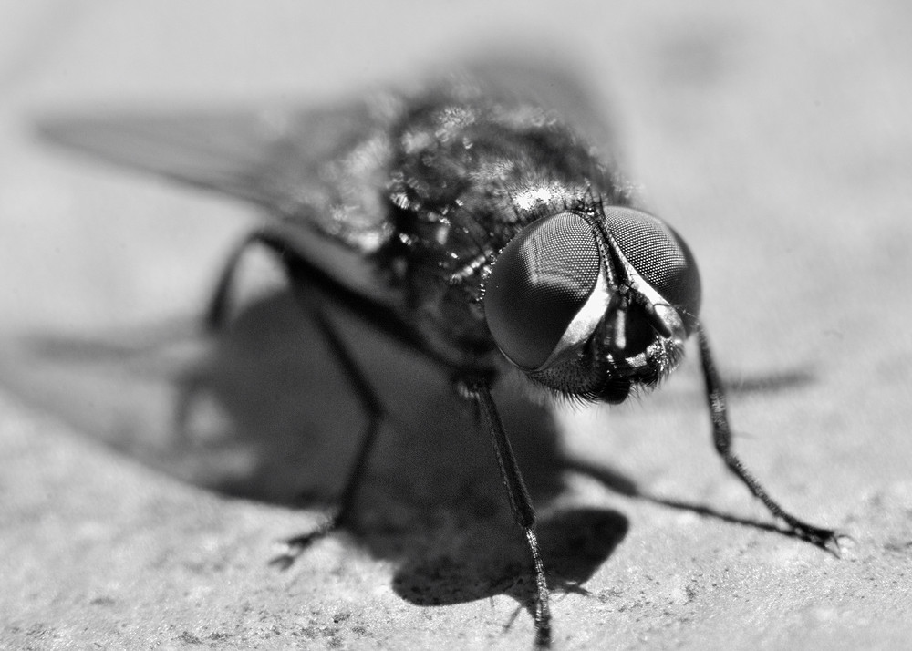 14888605