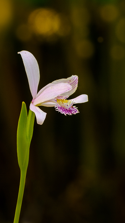 15 06 17 10071 gartenorchidee