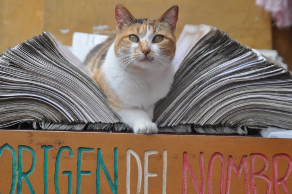 15.11.10 Katze sitzt in einem Buch in einem Geschäft in Valparaiso