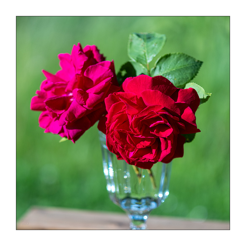 150/365 Lady Gaga – La Vie En Rose © 2026 Sabine Lommatzsch