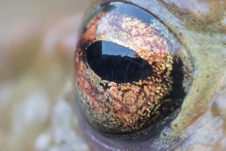 150Sig2.8 Kröte
