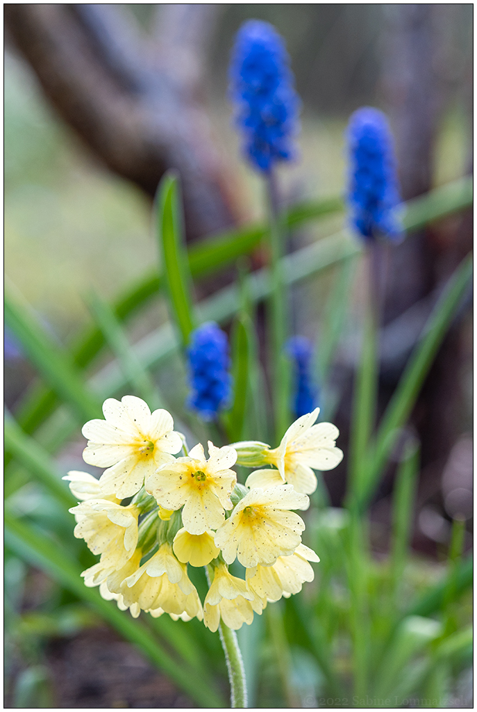 153 In der Bünte – Schlüsselblume
