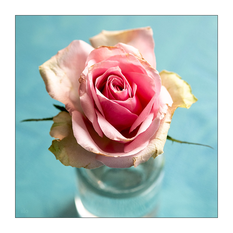154/365 Rosenstolz – Stolz der Rose © 2025 Sabine Lommatzsch