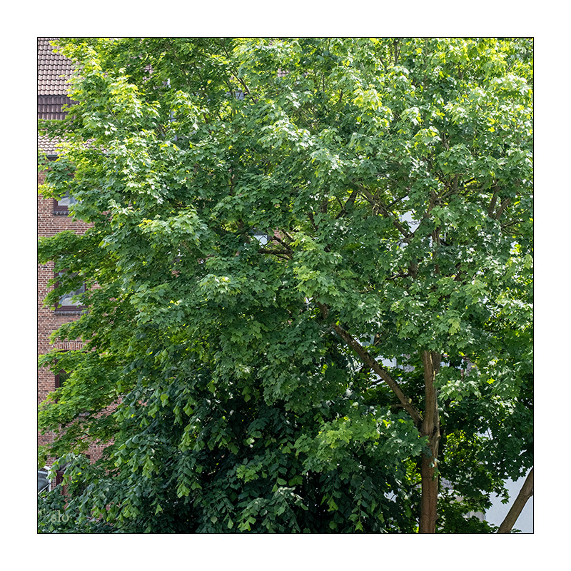 155/365 Roxette – June Afternoon © 2025 Sabine Lommatzsch