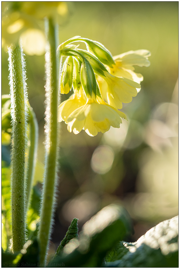 157 In der Bünte – Schlüsselblume