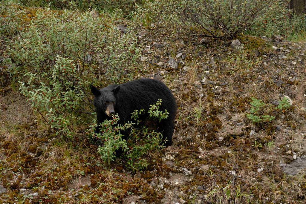 1580 Kanada 2006 Schwarzbär 4