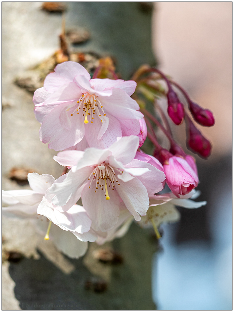 161  Kirschblüte V