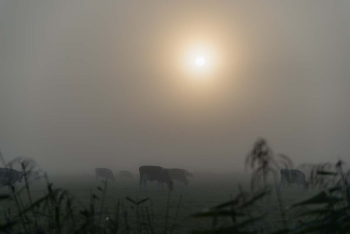 161003 Wiemsdorf Morgennebel 1
