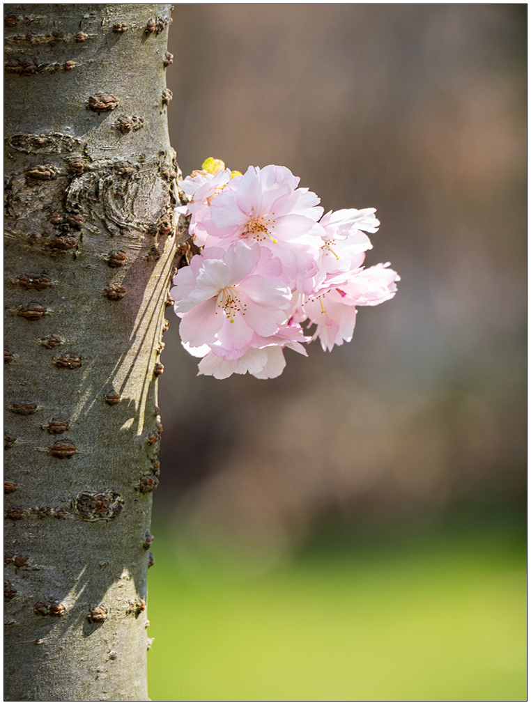 162  Kirschblüte VI