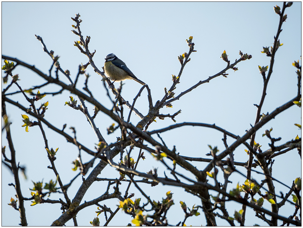 164 Meise im Apfelbaum (Suchbild)