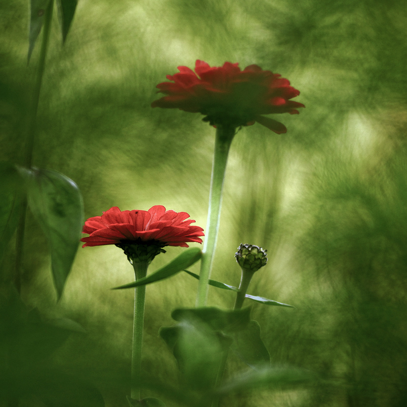 164800zinnienkl
