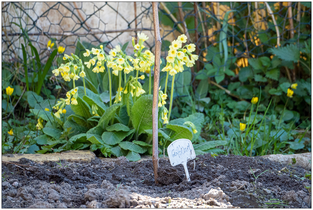 165 In der Bünte – Schluesselblume