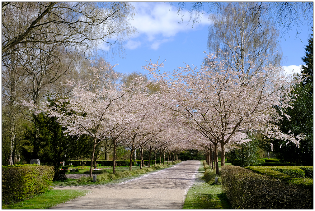 166 Alter Urnenfriedhof Kiel Eichhof – Kirschblüte I