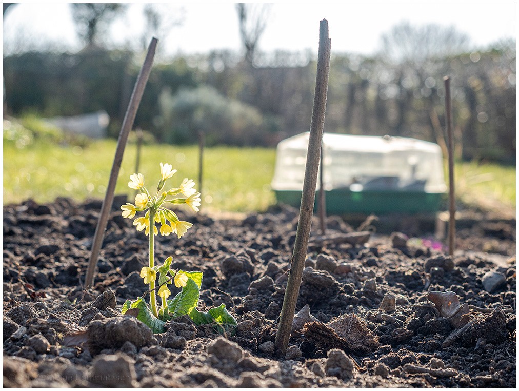 166 Gemüsebeet mit Schlüsselblume