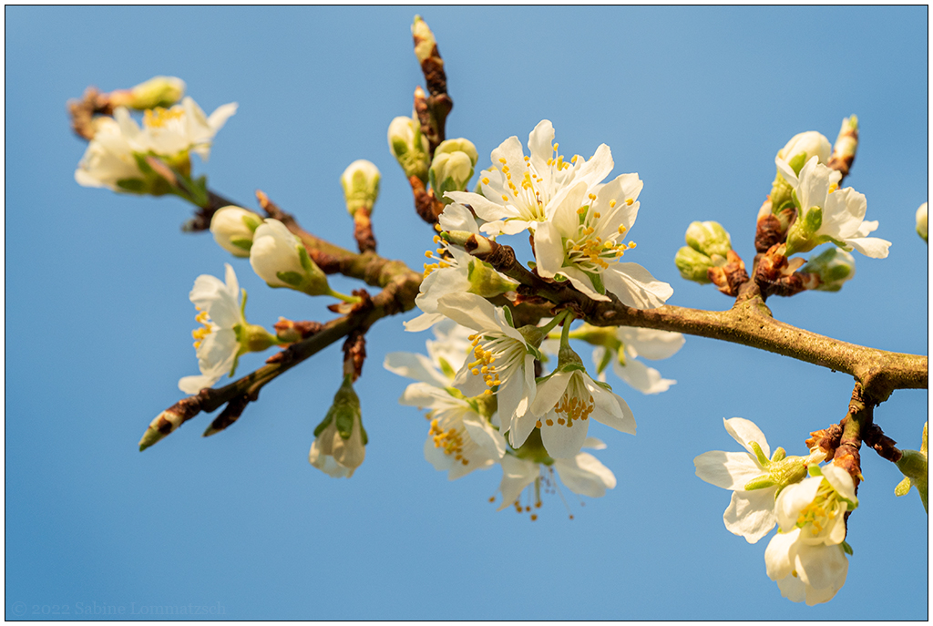 166 In der Bünte – Pflaumenbaumblüten I