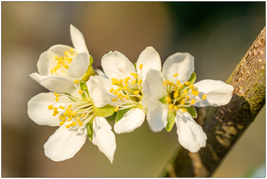 167 In der Bünte – Pflaumenbaumblüten II