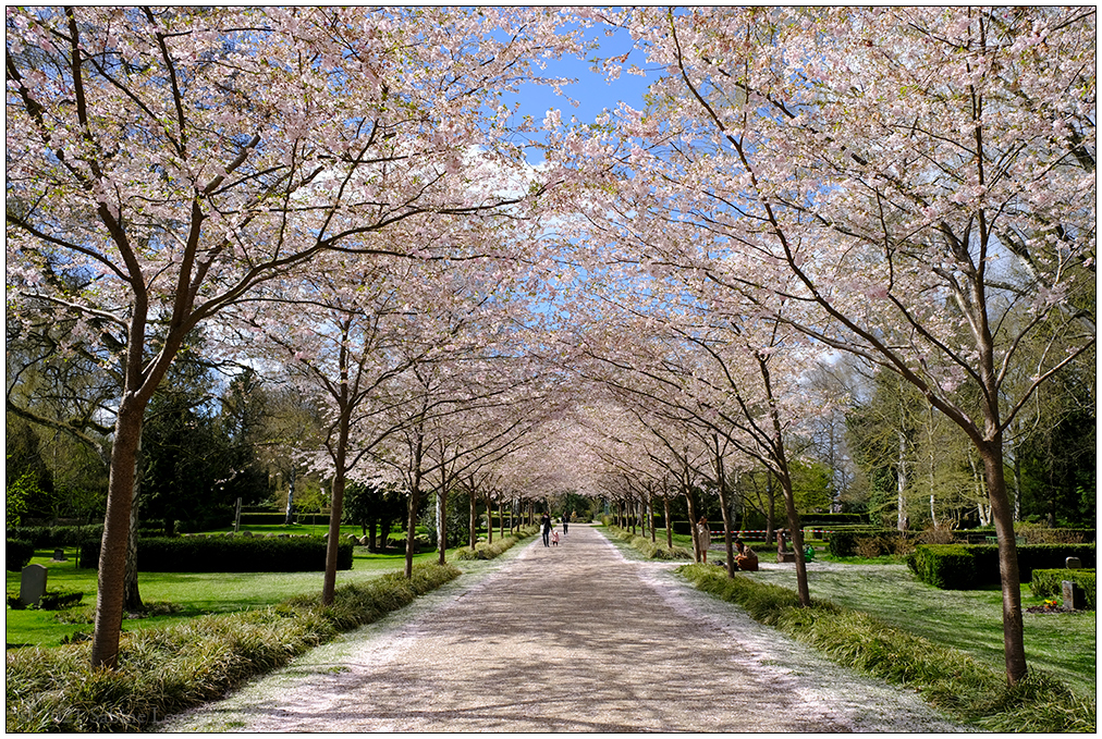 168 Alter Urnenfriedhof Kiel Eichhof – Kirschblüte III