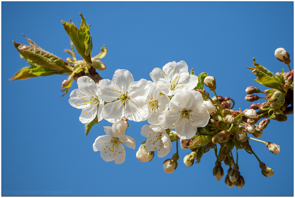 168 In der Bünte – Zierkirschblüten I