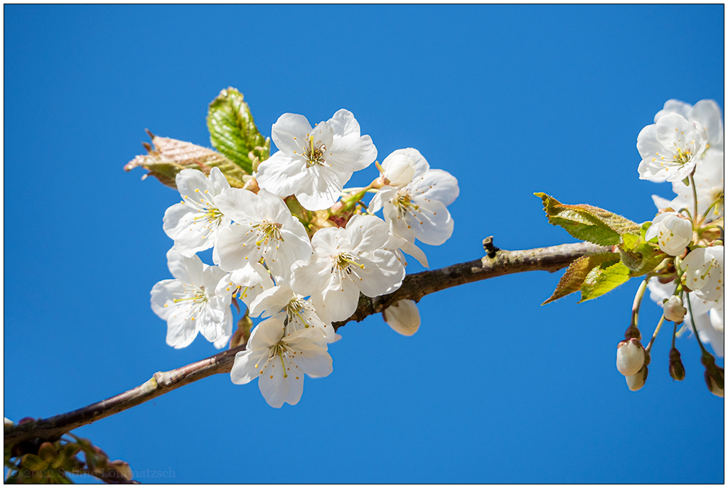 169 In der Bünte – Zierkirschblüten II
