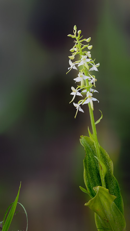 17 05 23 15779 waldhyazinthe