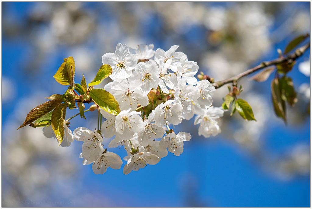 175 In der Bünte – Zierkirschblüte