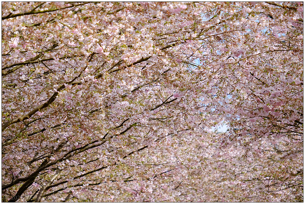 177 Alter Urnenfriedhof Kiel Eichhof – Kirschblüte XII