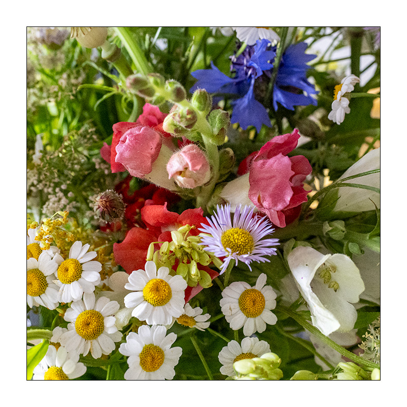 178/365 Travis – Flowers In The Window © 2026 Sabine Lommatzsch