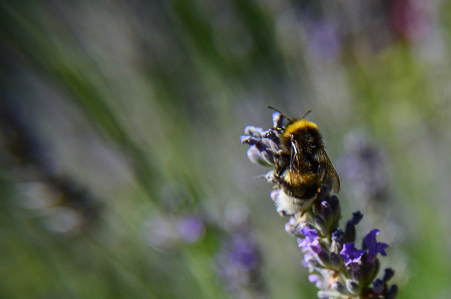 18 mm + Makrolinse, 1/3200, f5.6, ISO 400