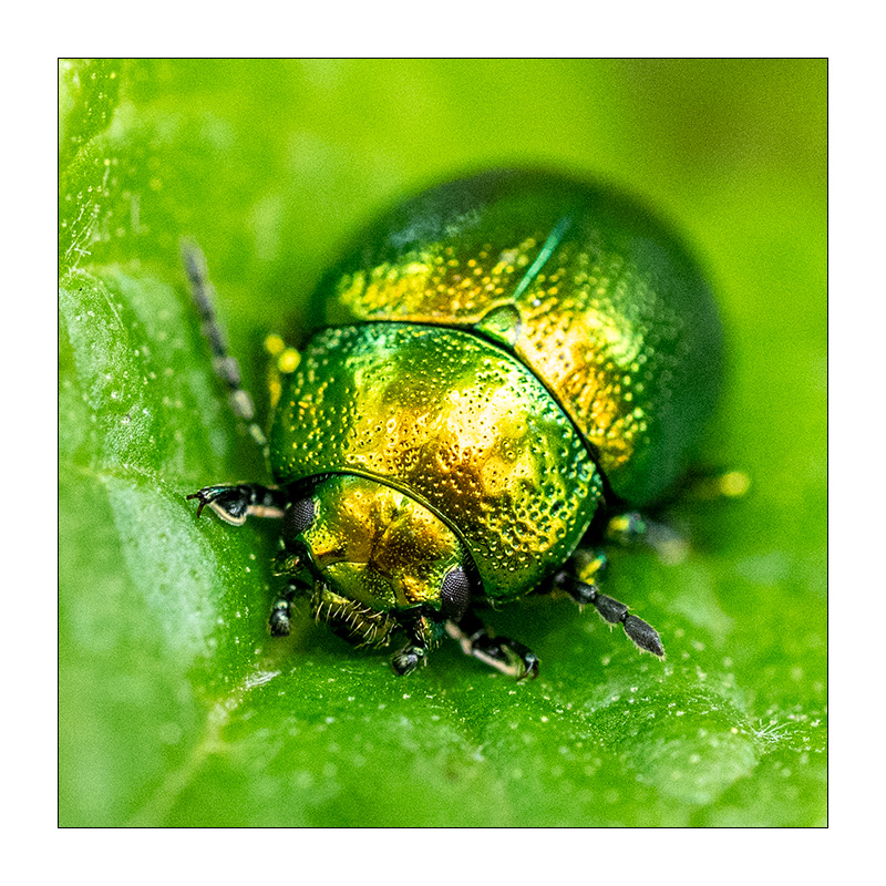 181/365 Lenka – Force of Nature © 2026 Sabine Lommatzsch