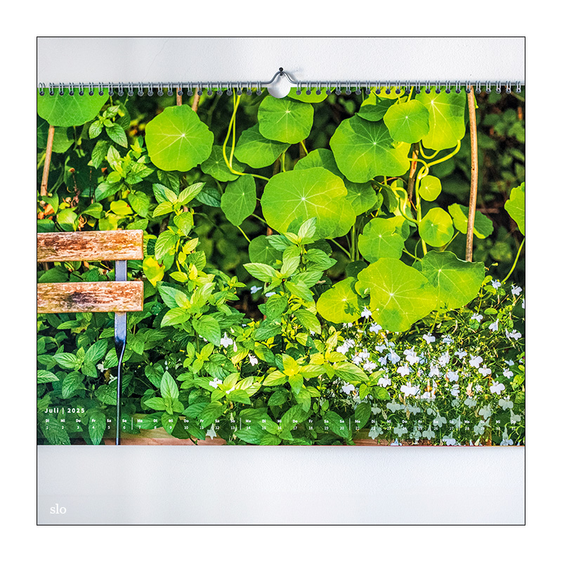 182/365 Sophie Zelmani – Your Garden © 2025 Sabine Lommatzsch