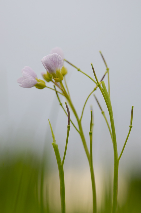 1825900wiesenschaumkraut