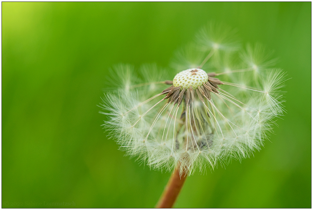183 In der Bünte – Pusteblume