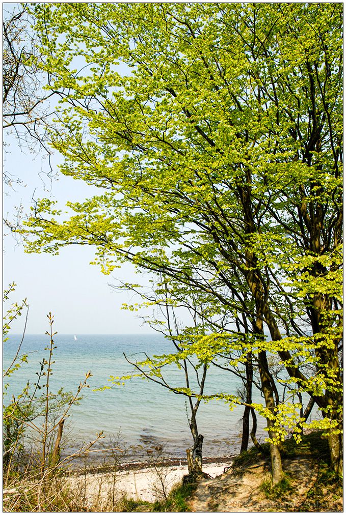 184 Steilküste bei Dänisch-Nienhof (2006 mit Nikon D200)