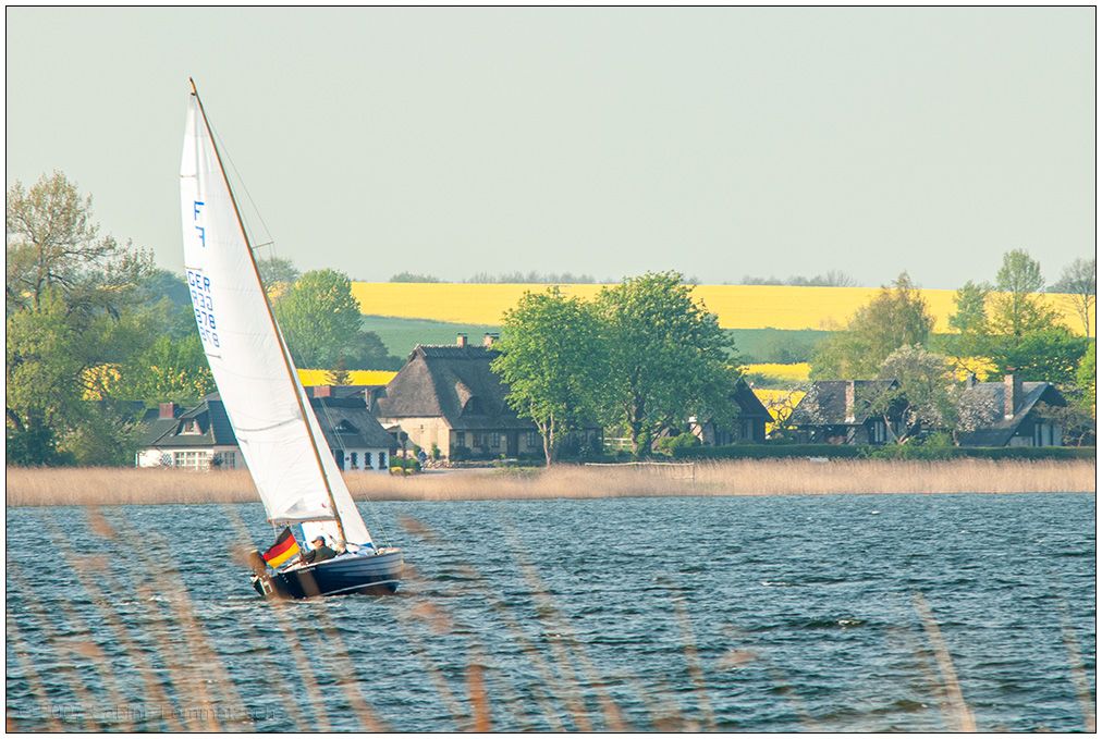 186 Segeln auf der Schlei mit Rapsfeldern im Hintergrund