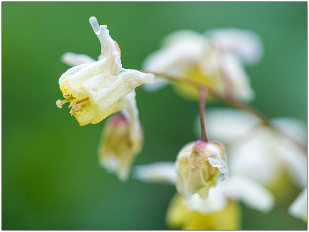 187 Elfenblume