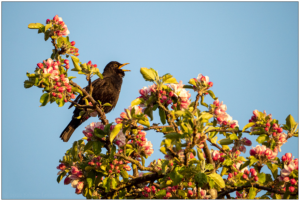 187 In der Bünte – Amsel im Abendlicht auf Nachbras Apfelbaum