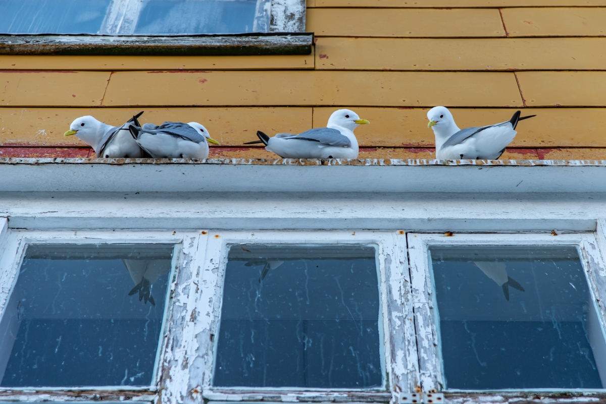 190308 Lofoten 8