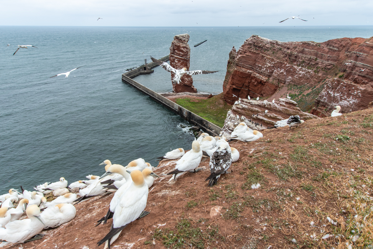 190714 Alkor Helgoland-3.jpg