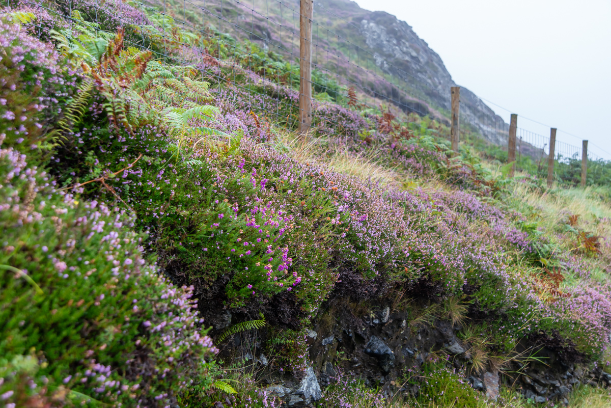 190822 Irland-1.jpg