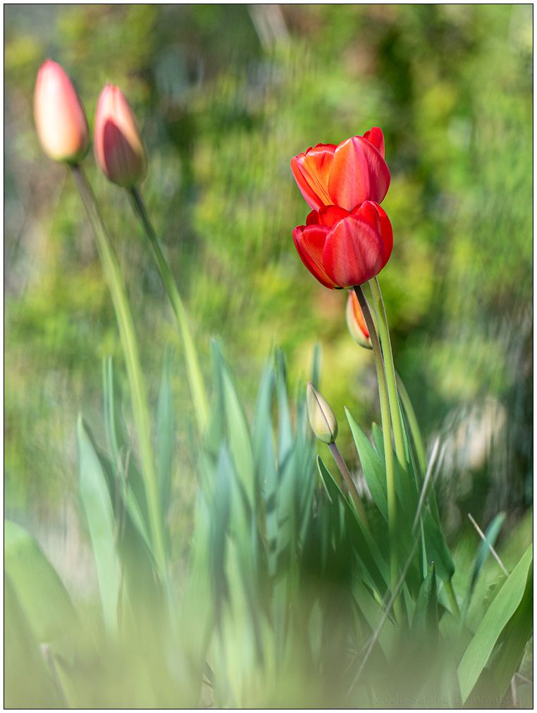 191 Tulpen 1