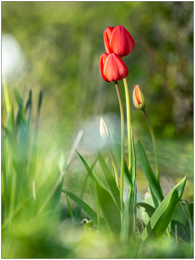 192 Tulpen 2