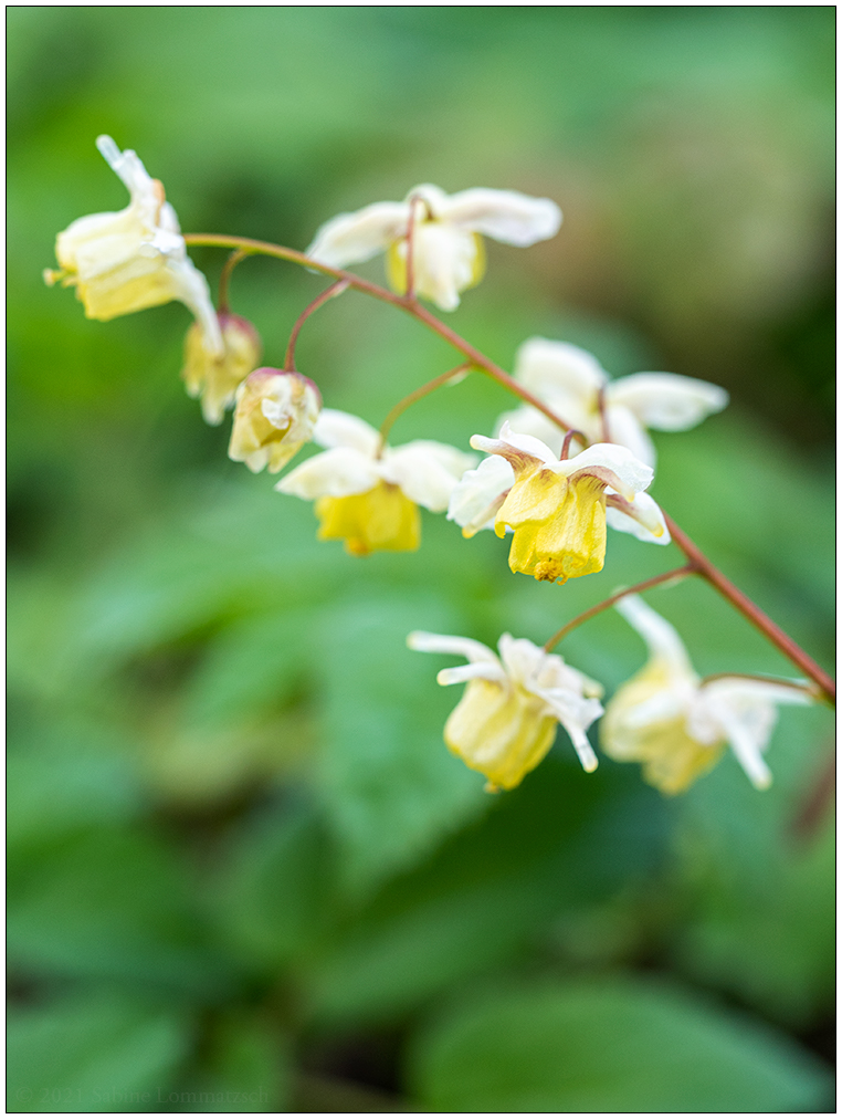 193 Elfenblume Blüten