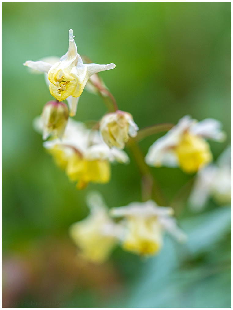 194 Elfenblume Blüten A