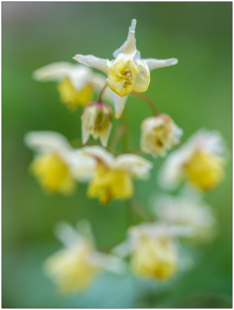 195 Elfenblume Blüten B